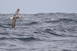 Shy Albatross flying, rough sea, South Africa