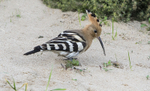 Hoopoe