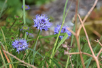 Sheep's-bit flowers, Heddon Valley, Devon, England