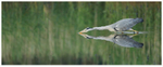 Grey Heron Reflection 