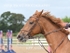 BPP_0449