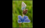 04 JohnKaperys_ Common Blue Butterflies