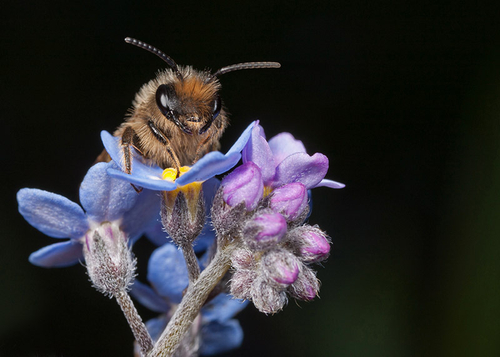[i]Andrena flavipes[/i] male resting on a Forget-me-not flower. Cubbington Church, Warwickshire. April 20th 2012.