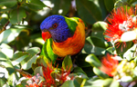 Rainbow Lorikeet 1