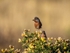 Dartford Warbler