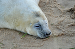 Atlantic Grey Seal