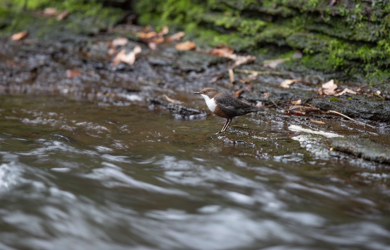 Dipper - River Bollin - Cheshire