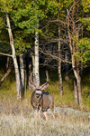 3HPhotography10-6-24_RMNP_0332_