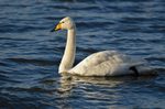 Whooper Swan