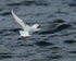 Bonaparte's Gull takes off, Farmoor Reservoir