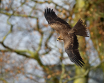 Black Kite