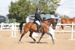 Class 305 - Ridden Foreign Breed Pure Bred portfolio