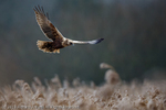 Marsh Harrier (Circus aeruginosus) female landing