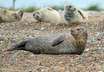 Common Seal