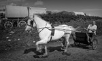 Appleby 004