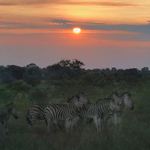 Zebra Sunset Montage