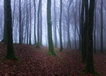 Early Morning at Mullaghmeen Forest, County Westmeath, Ireland.