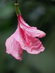 Budding Hibiscus