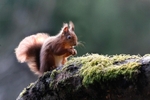 Red Squirrel 6