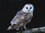 Barn Owl (Male)