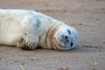 Atlantic Grey Seal