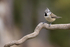 Crested Tit perched, Catalonia, Spain
