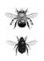 Anthophora plumipes Combo
