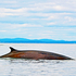 Finback Whale Balaenoptera physalus