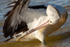 Pelican Preening 3