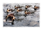 Ducklings Race DF