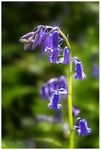 Portglenone Bluebells (IMG0526)