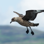 Great Skua