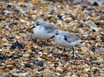 Sanderlings