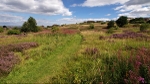 Manor Fields Park #06