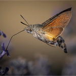 Digital - Silver - Jan Sullivan - Hawk-moth Feeding on the Wing