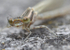 Insects _ AN 006
