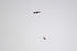 White-tailed Eagles