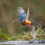 Kingfisher With Fish