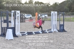 HOBBY HORSE SHOWJUMPING CLASSES portfolio