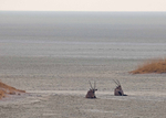 Oryx in the Etosha Salt Pan, Namibia