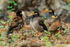 Group of noisy Common Mynas, Hawaii