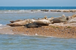 Common Seals