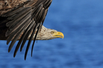 White-tailed Sea-Eagle head close view in flight, Norway