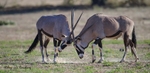 Gemsbok duel