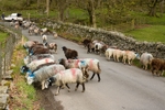 Cumbrian Sheep 2