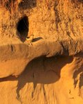 Wheatear standing at the entrance to a nest hole in a sand dune