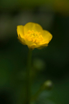 Flower - 4778