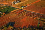Autumn Vines from a Hot Air Balloon1-3853