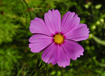 Cosmos