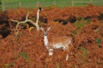 Fallow Deer